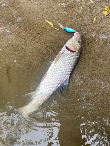 ニゴイの釣果