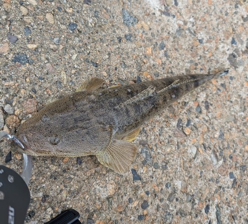 マゴチの釣果