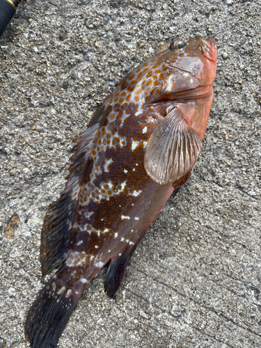 アコウの釣果