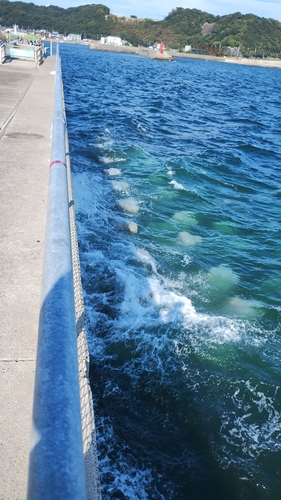 カワハギの釣果