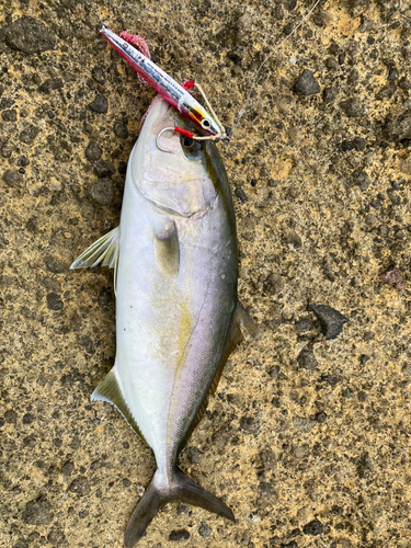 ショゴの釣果