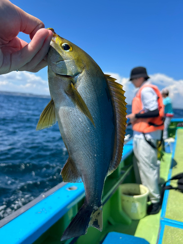 イサキの釣果