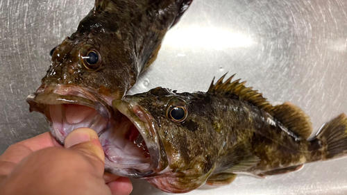 カサゴの釣果