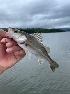 スズキの釣果