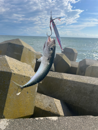 サバの釣果