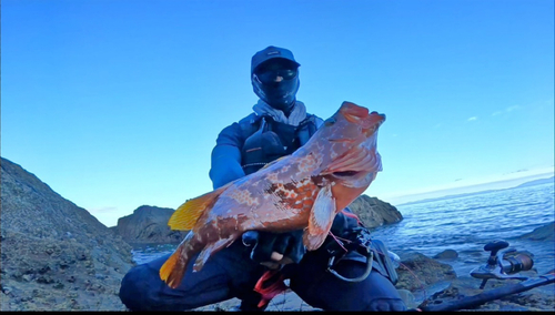 アコウの釣果