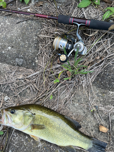 ブラックバスの釣果