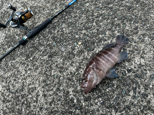 アオハタの釣果