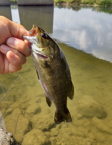 スモールマウスバスの釣果