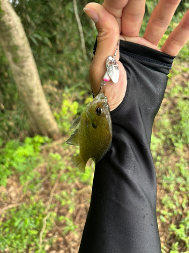 ブルーギルの釣果