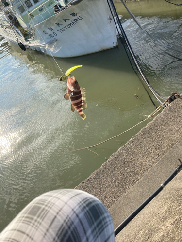 アオハタの釣果