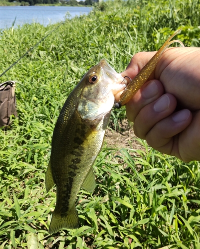 ラージマウスバスの釣果