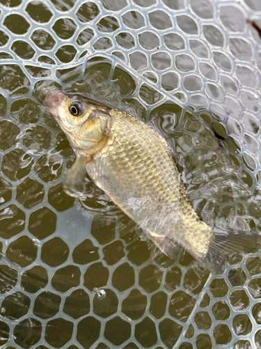 ヘラブナの釣果