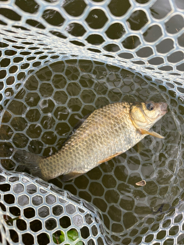 ヘラブナの釣果