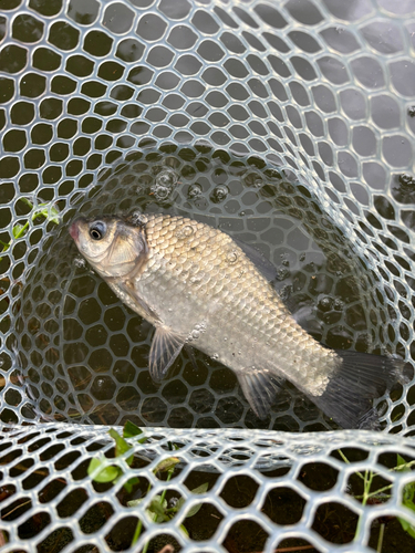 ヘラブナの釣果