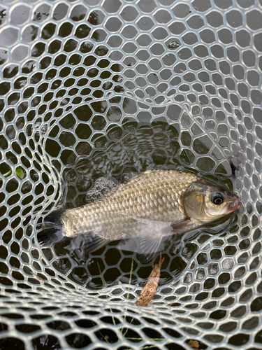 ヘラブナの釣果