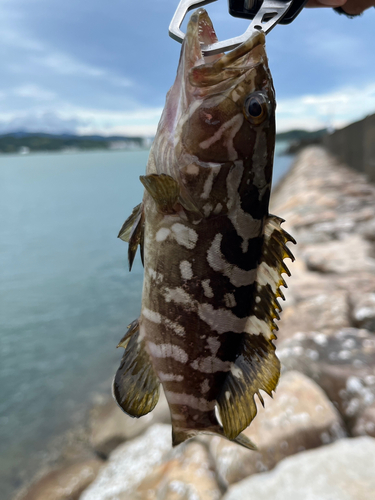 クエの釣果