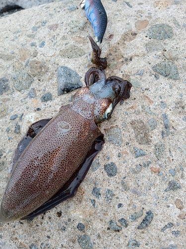 アオリイカの釣果