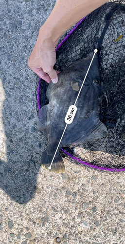 カワハギの釣果