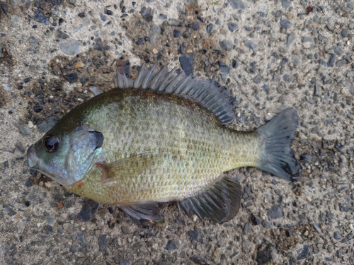 ブルーギルの釣果