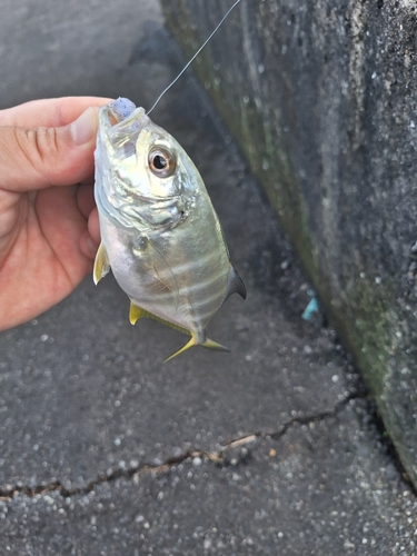 メッキの釣果