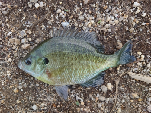 ブルーギルの釣果