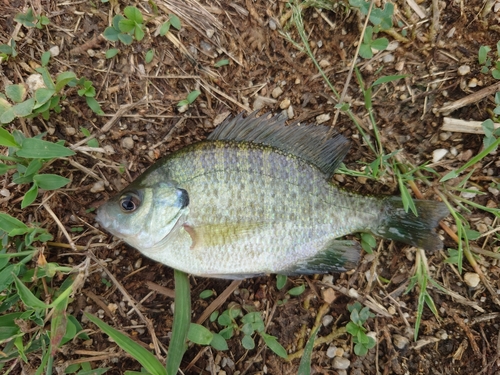 ブルーギルの釣果