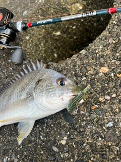 キビレの釣果