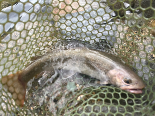 イワナの釣果