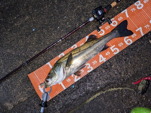 シーバスの釣果