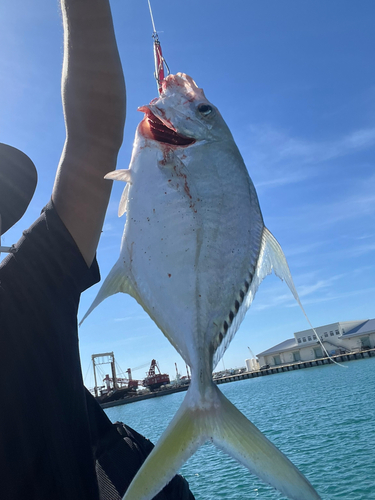 ガーラの釣果