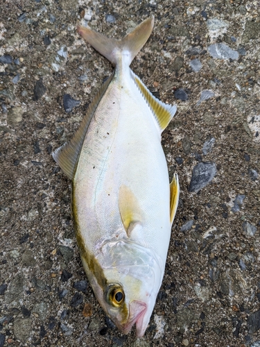 ショゴの釣果