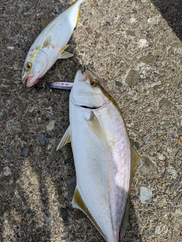 ショゴの釣果