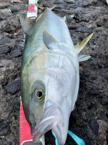 ヒラマサの釣果