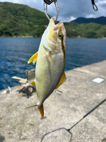 ショゴの釣果