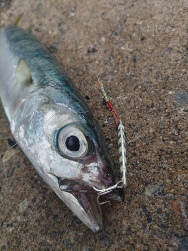 サバの釣果