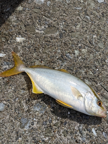 ショゴの釣果