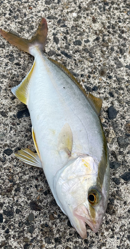 ショゴの釣果