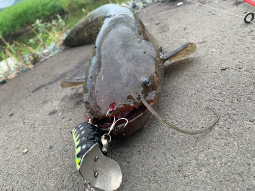 ナマズの釣果