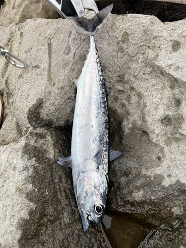 ソウダガツオの釣果