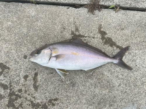 ショゴの釣果