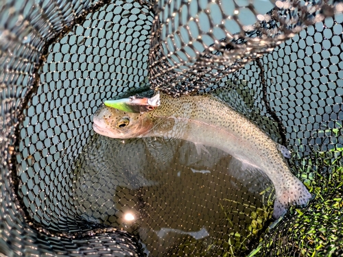 ニジマスの釣果