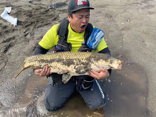 コイの釣果