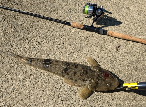 マゴチの釣果