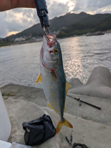 イカの釣果