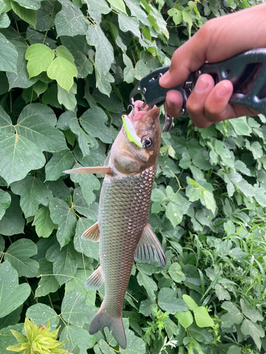 ニゴイの釣果