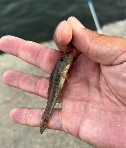 マハゼの釣果