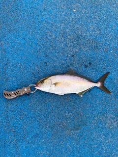 ショゴの釣果