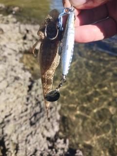 ミナミマゴチの釣果