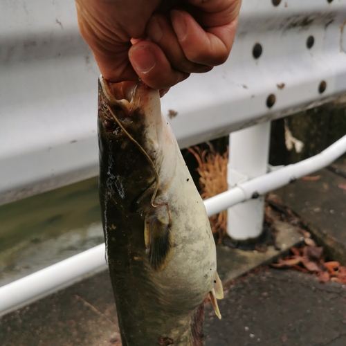 ナマズの釣果